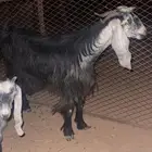 معزا مواليد