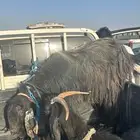 تيس فحل تم البيع