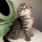 متجر قطط اقساط تمارا و تابي قطط للبيع سكوتش فولد انثى ذكر قط