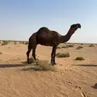 فحل اصفر على جميع الشروط
