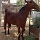 معزا جنوبيات جروم