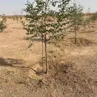 أشجار سدر للنحالين