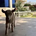 ماعز قزم للبيع