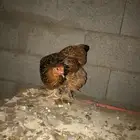 للبيع دجاج براهما