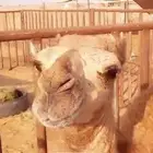 حوار وحري وسواكني تربيه