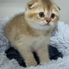 قط سكوتش فولد