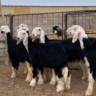 رخال نجد صنف