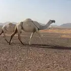 للبيع ضريبه وضحا