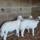 ابو عبدالله لبيع الذبايح