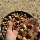 تمور بالكيلو كميات محدودة بيع جملة
