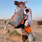 للبيع حصان واهو والبيع شعبي السلامه شرط العمر 4ونص