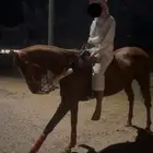 فرس