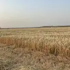 شعير 50 كيلو العدد 3000
