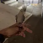 كراون اليف
