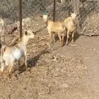 ماشاءالله تبارك الله 3 تيوس سمان