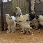 براهما كولمبي