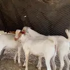 تيوس فحول صنف الصنف