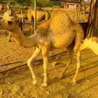 قعدان 2 بلدي