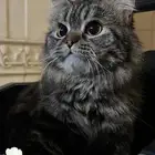 قطوه
