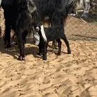 معزا عوارض مضاريع ومواليد ((تم البيع ))