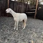 رخل حريه صنف الصنف
