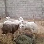4 شياه حيل فل شحم