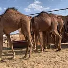قعدان