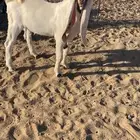 تيس هولندي مشروع فحل