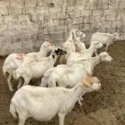 ضان 9