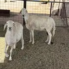 شاتين حريات وعنز للبيع