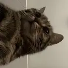 قط للتبني