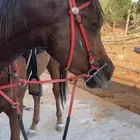 للبيع فرس شعبي