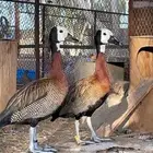 نوادر البط جوز وايت فيس الصفاري
