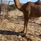 ناقه باكستانيه