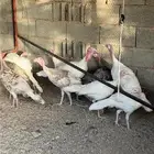 رومي