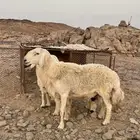 للبيع خرفان واحد نجدي عمره 6شهور وثاني فخل حري