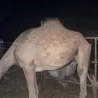 بكره حقه للبيع