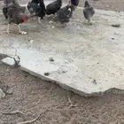دجاج