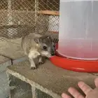 5 اناثي وذكر نص ولافه
