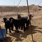 تيوس عوارض مخاصي فل فل شحم ومعزاء حيل يوجد توصيل