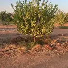 حمضيات وزيتون مثمر