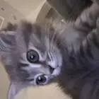 بسه للبيع