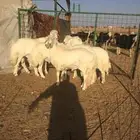 عروض فحول حريات عروض فقط للمشاهده