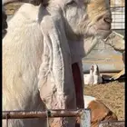 تيس فحل