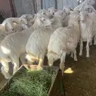 طليان