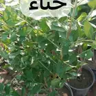 مشتل مزرعتي لبيع وتوصيل جميع انواع الشتلات وملحقاتها