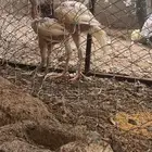 دجاج بكستاني