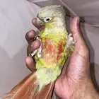كنيور اليف مره