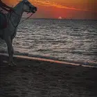 ركوب خيل حر على البحر