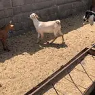 طليان وتيوس